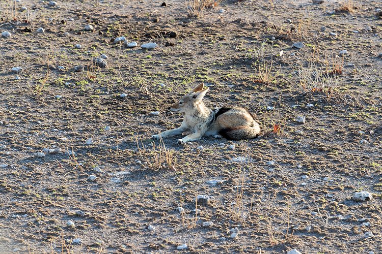 NAM OSHI Etosha 2016NOV27 006