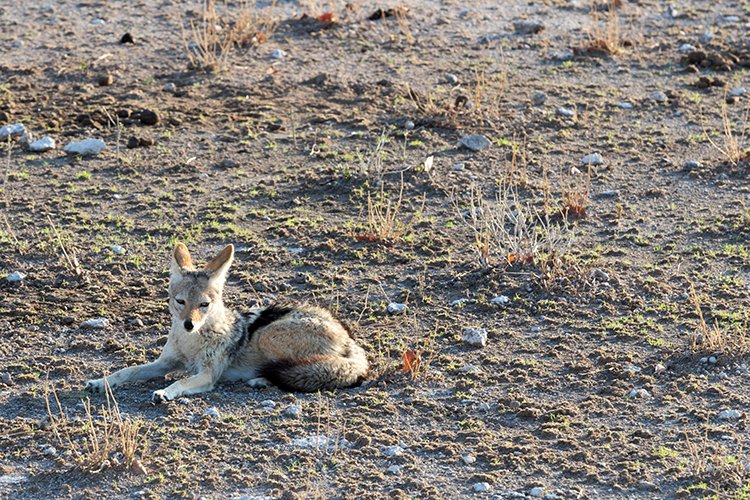NAM OSHI Etosha 2016NOV27 007