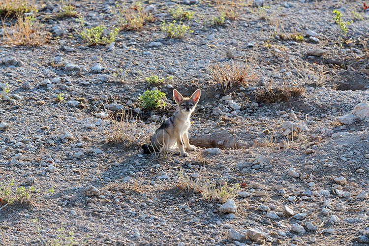 NAM OSHI Etosha 2016NOV27 008