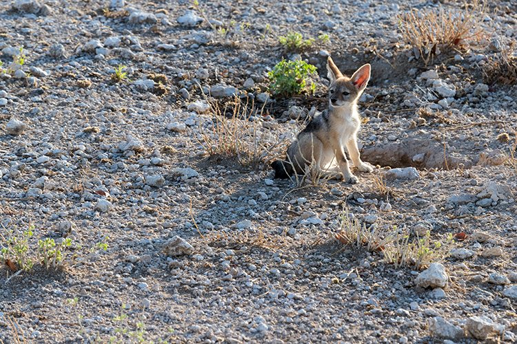 NAM OSHI Etosha 2016NOV27 009