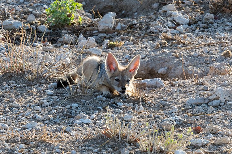 NAM OSHI Etosha 2016NOV27 010