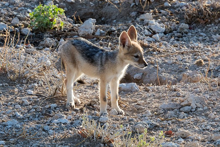 NAM OSHI Etosha 2016NOV27 011