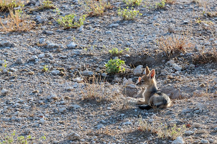 NAM OSHI Etosha 2016NOV27 012