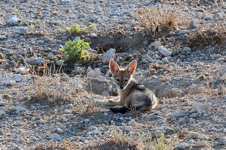 NAM OSHI Etosha 2016NOV27 013