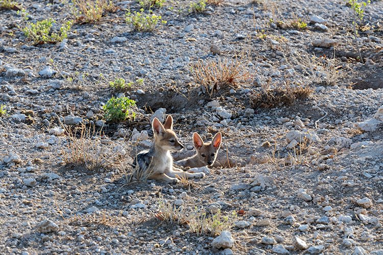 NAM OSHI Etosha 2016NOV27 015