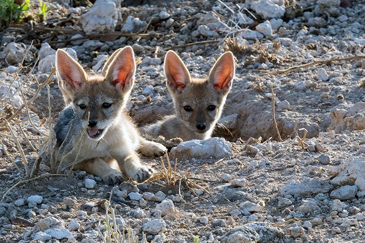 NAM OSHI Etosha 2016NOV27 017