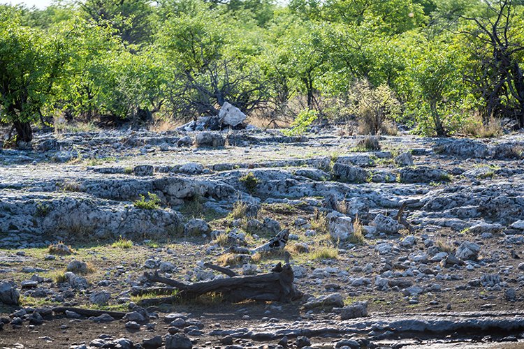 NAM OSHI Etosha 2016NOV27 018