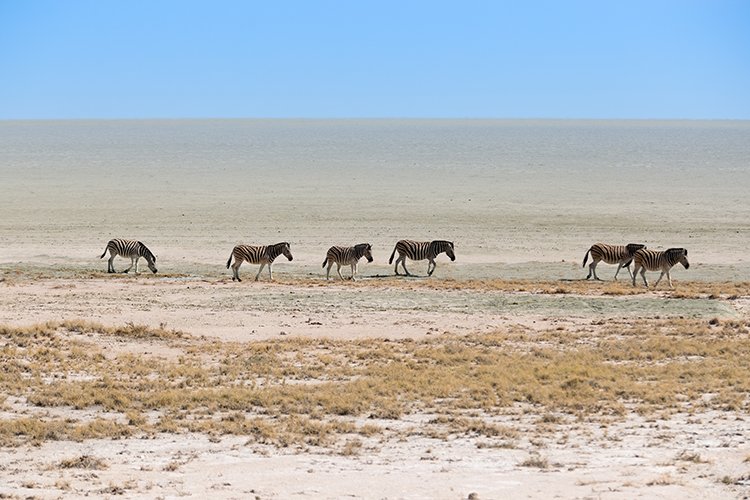 NAM OSHI Etosha 2016NOV27 061