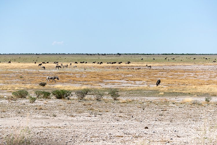 NAM OSHI Etosha 2016NOV27 062
