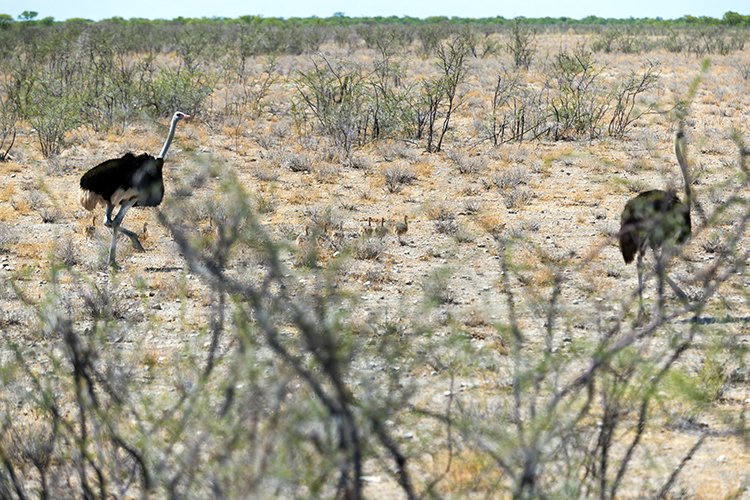 NAM OSHI Etosha 2016NOV27 063