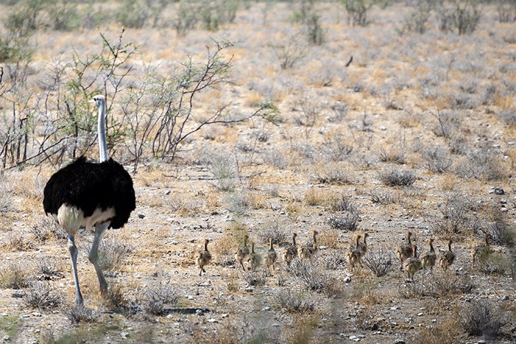 NAM OSHI Etosha 2016NOV27 064