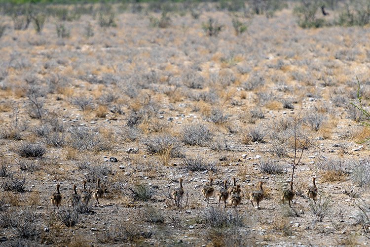 NAM OSHI Etosha 2016NOV27 065