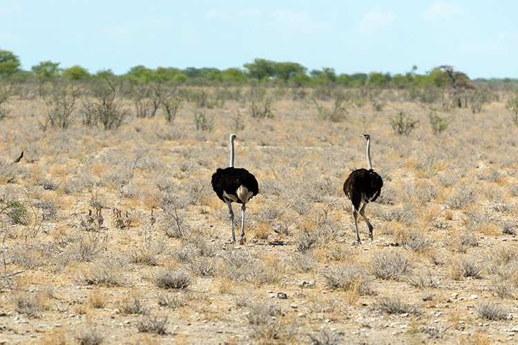 NAM OSHI Etosha 2016NOV27 066