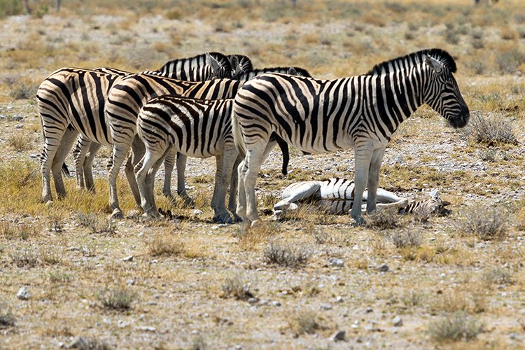 NAM OSHI Etosha 2016NOV27 068