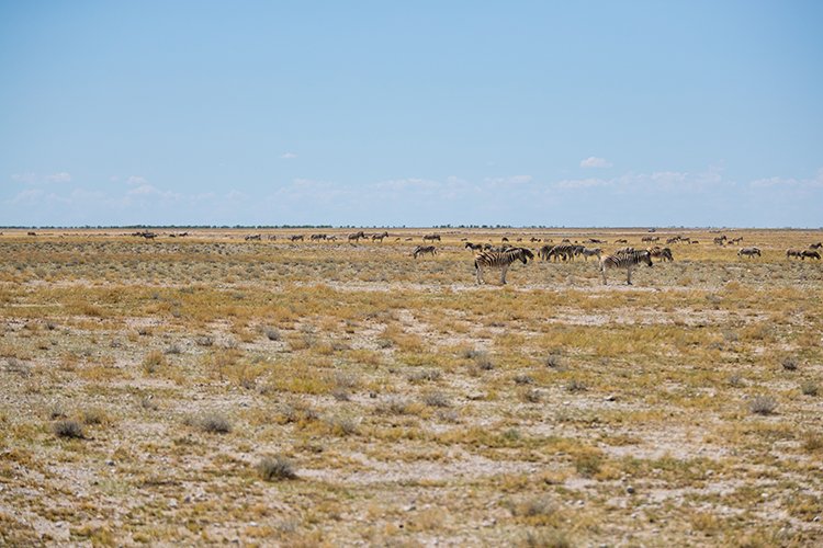 NAM OSHI Etosha 2016NOV27 069