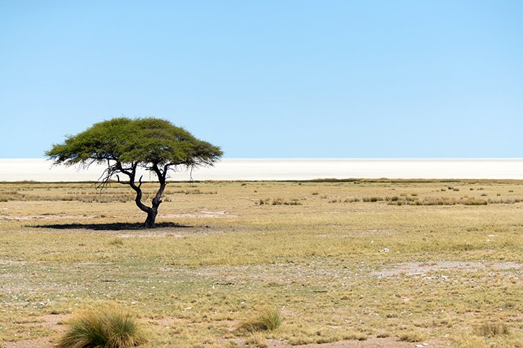 NAM OSHI Etosha 2016NOV27 070