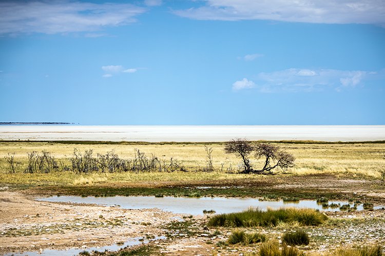 NAM OSHI Etosha 2016NOV27 072