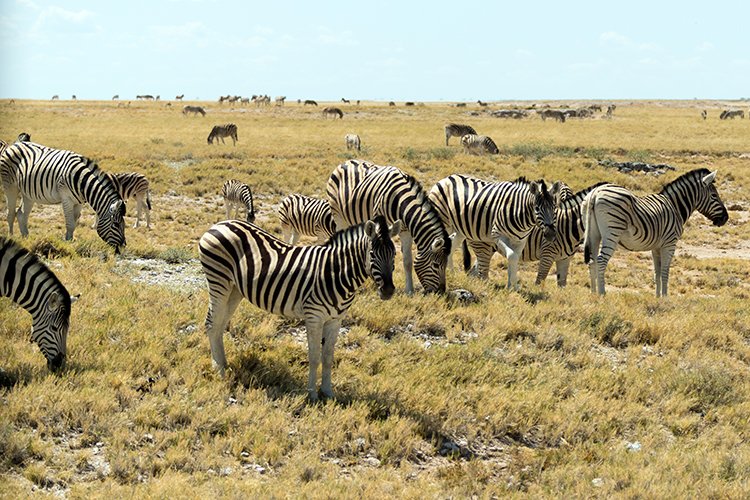 NAM OSHI Etosha 2016NOV27 074