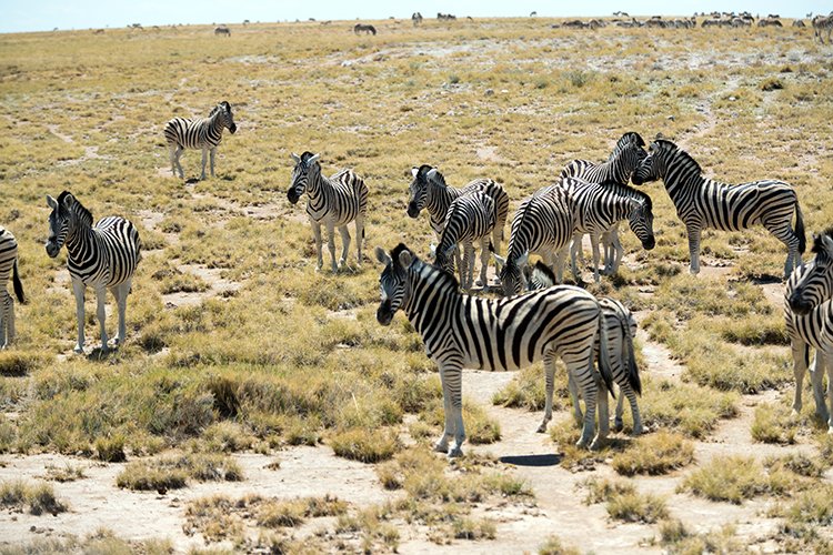 NAM OSHI Etosha 2016NOV27 075