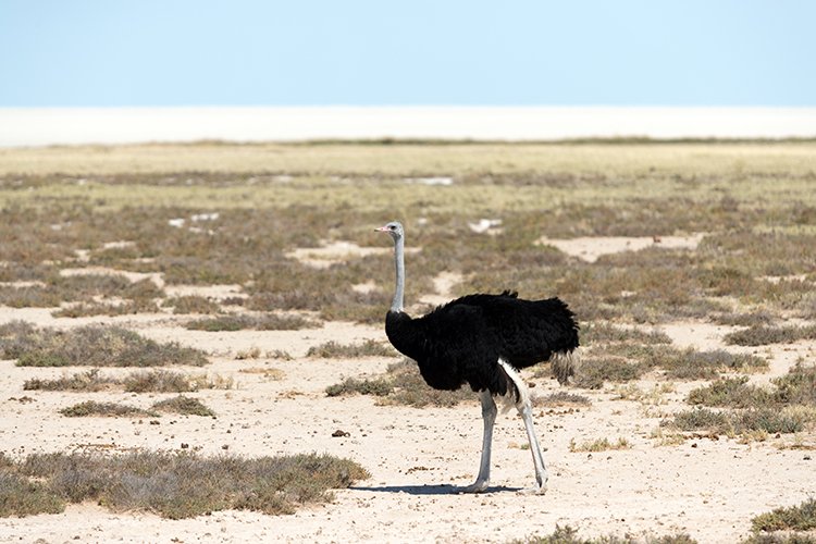 NAM OSHI Etosha 2016NOV27 076