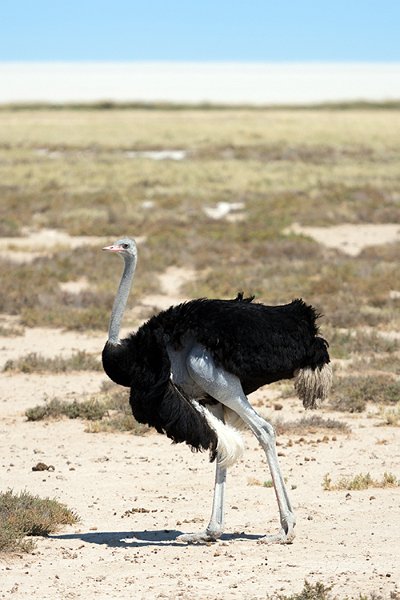 NAM OSHI Etosha 2016NOV27 077