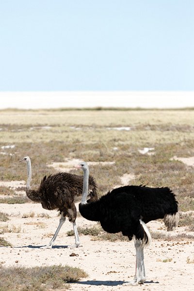 NAM OSHI Etosha 2016NOV27 078
