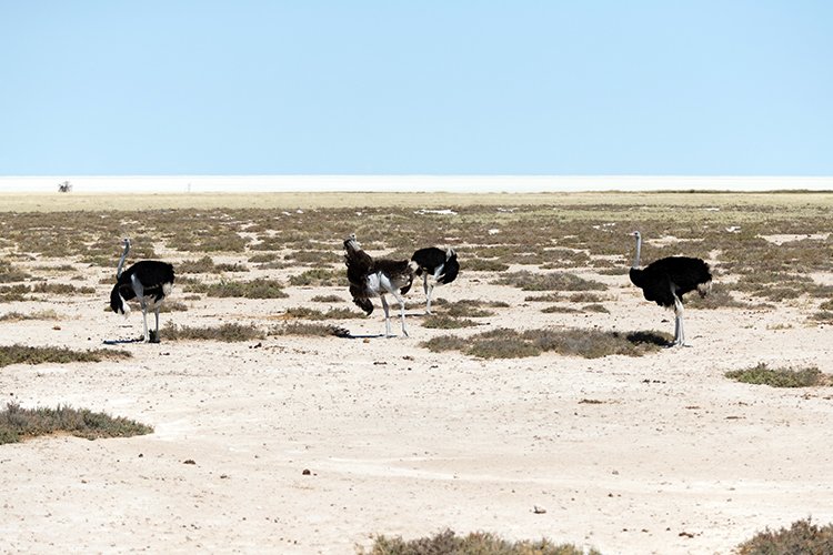 NAM OSHI Etosha 2016NOV27 079