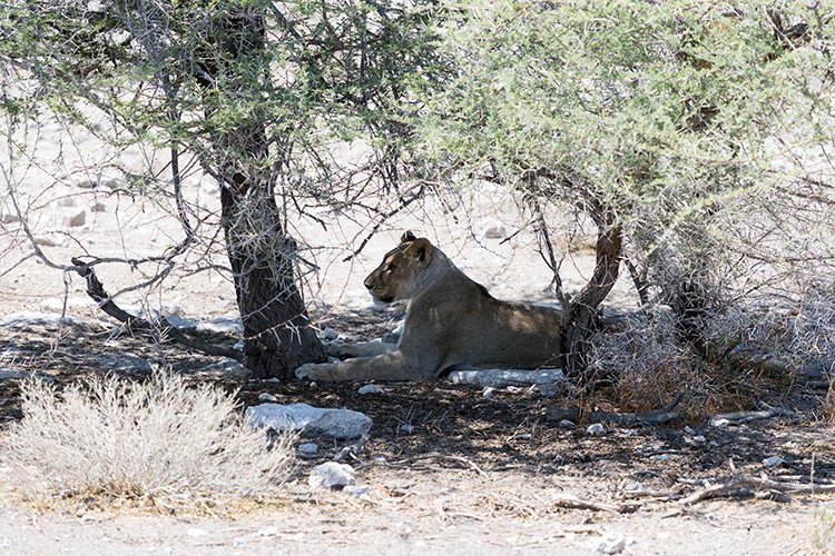 NAM OSHI Etosha 2016NOV27 084