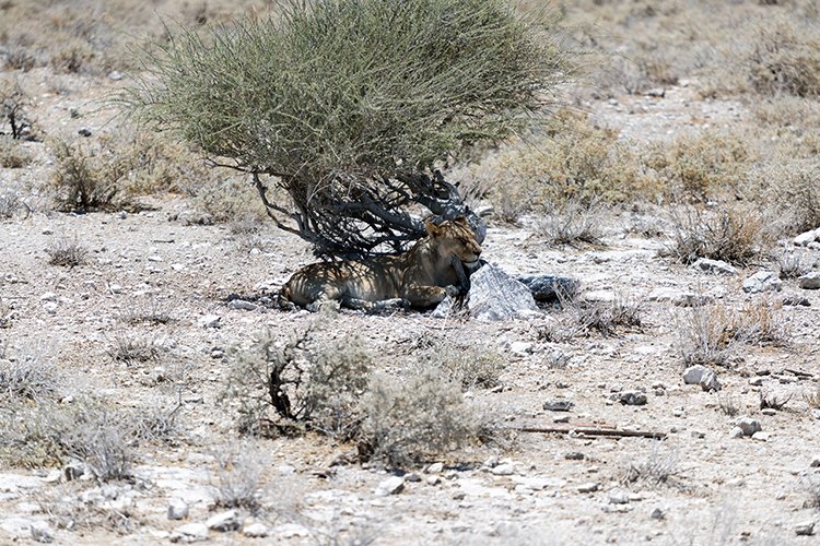 NAM OSHI Etosha 2016NOV27 086