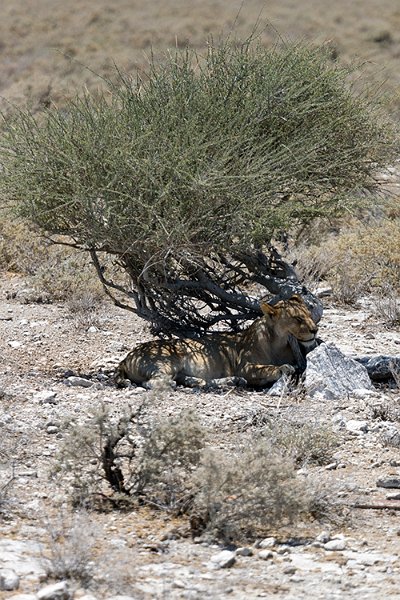 NAM OSHI Etosha 2016NOV27 087