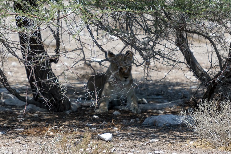 NAM OSHI Etosha 2016NOV27 089