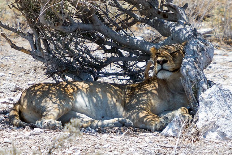NAM OSHI Etosha 2016NOV27 091
