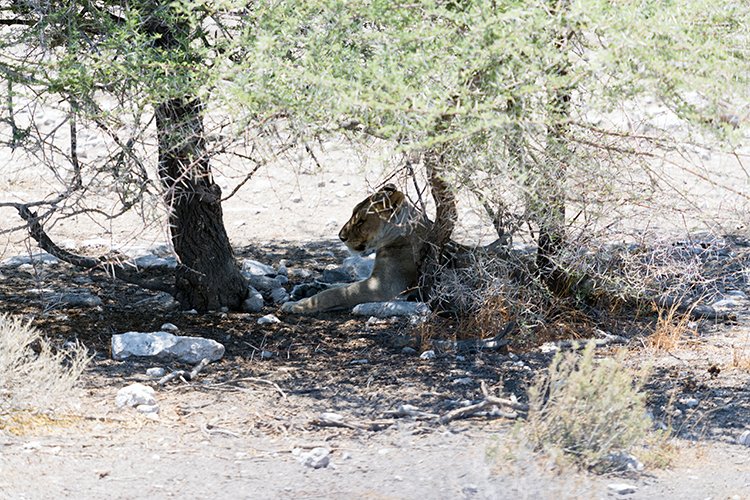 NAM OSHI Etosha 2016NOV27 094