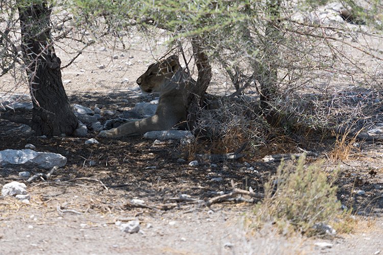 NAM OSHI Etosha 2016NOV27 095