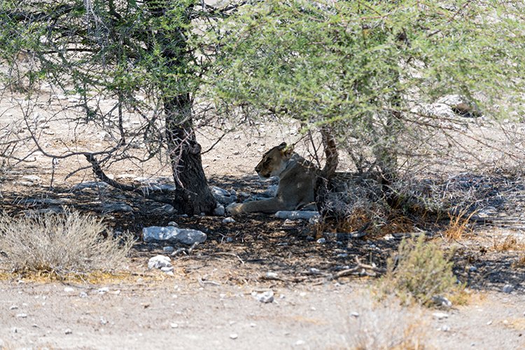 NAM OSHI Etosha 2016NOV27 096