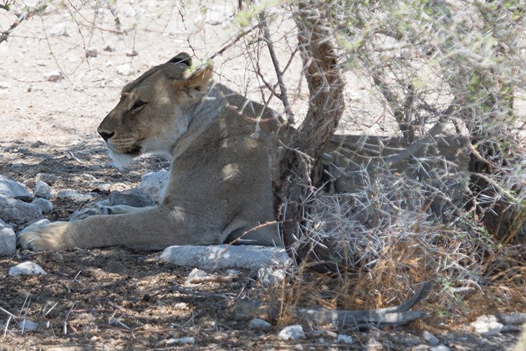 NAM OSHI Etosha 2016NOV27 097