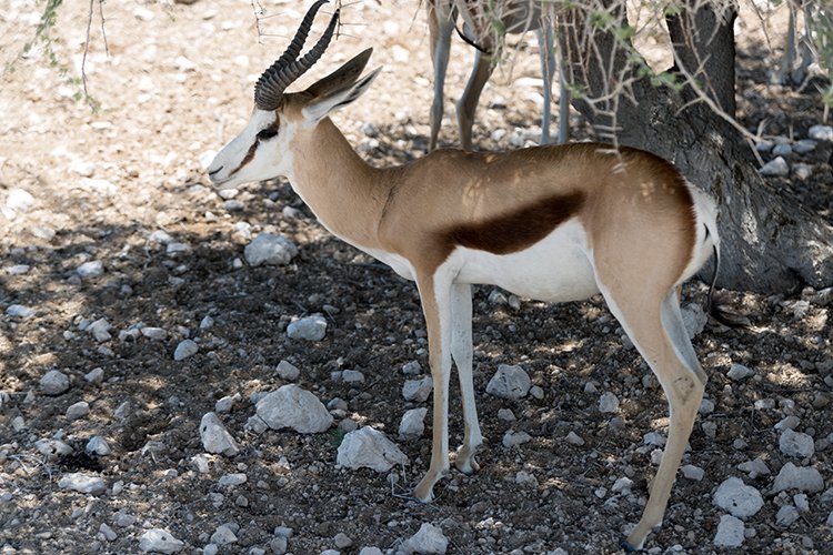 NAM OSHI Etosha 2016NOV27 099
