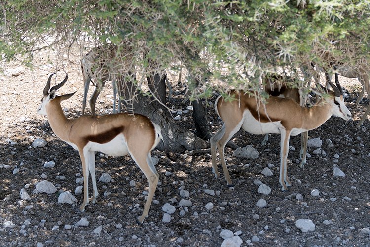 NAM OSHI Etosha 2016NOV27 100
