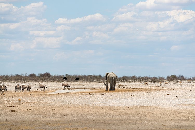 NAM OSHI Etosha 2016NOV27 101