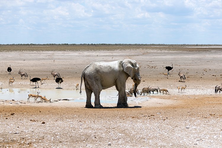 NAM OSHI Etosha 2016NOV27 102
