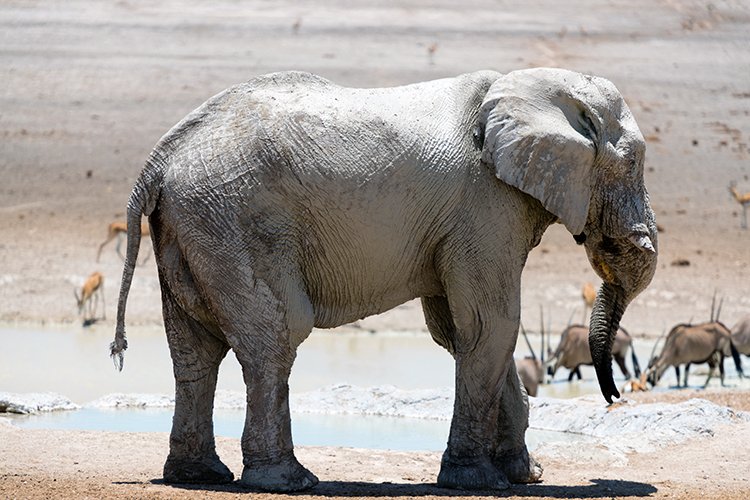 NAM OSHI Etosha 2016NOV27 103