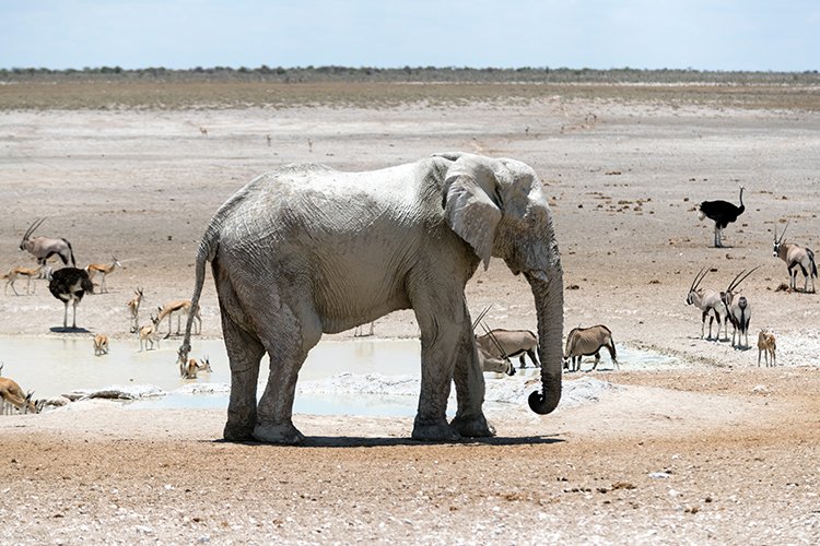 NAM OSHI Etosha 2016NOV27 104