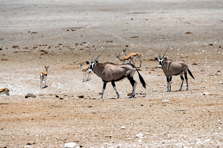 NAM OSHI Etosha 2016NOV27 105