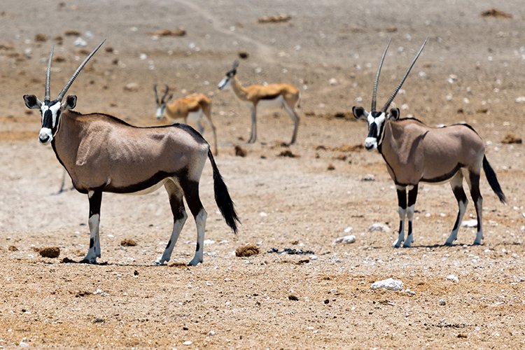 NAM OSHI Etosha 2016NOV27 106