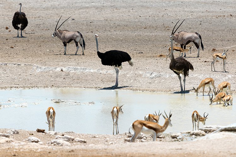 NAM OSHI Etosha 2016NOV27 107
