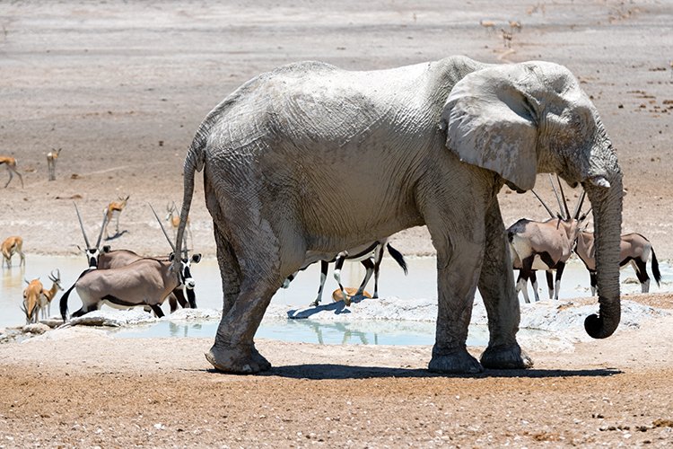 NAM OSHI Etosha 2016NOV27 108