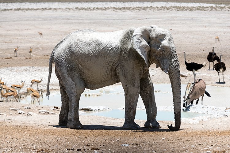 NAM OSHI Etosha 2016NOV27 109