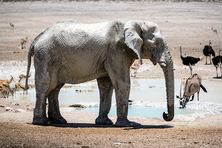 NAM OSHI Etosha 2016NOV27 110