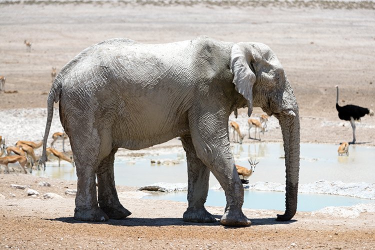 NAM OSHI Etosha 2016NOV27 111