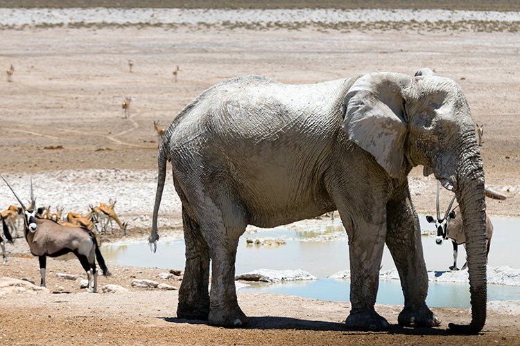 NAM OSHI Etosha 2016NOV27 112